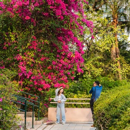The park provides many photo shooting hotspots for visitors, such as this big cluster of Bougainvillea, which offers visitors a great afternoon of seasonal surprises.